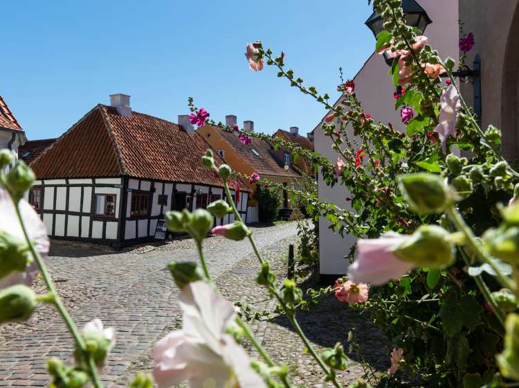 Denmark, Jutland, Djursland, Ebeltoft: colourful facades and hollyhocks in the alleys of the old town in the sun against a blue sky