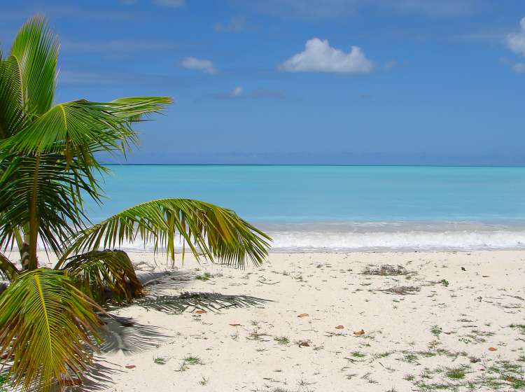 Exotic beach with small palm tree and azure blue water.