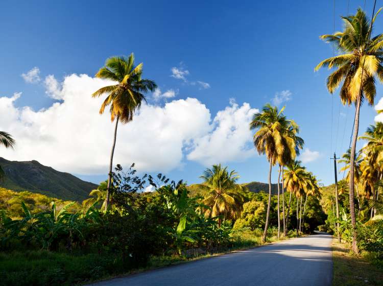 A road called Fig Tree Drive in the centre of Antigua, a bit ironically because it features mostly coconut palm trees.