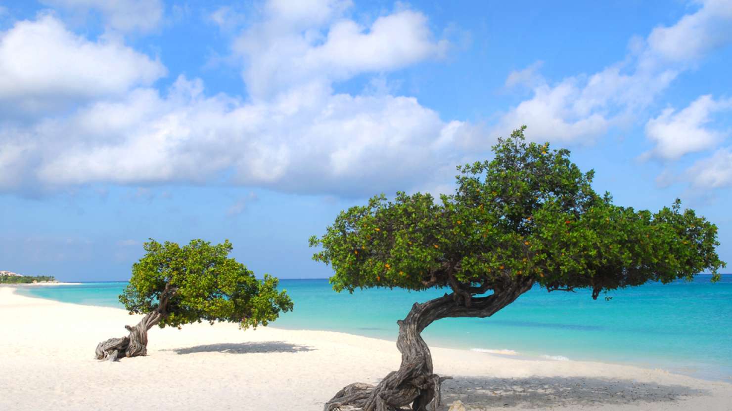 Divi Dive Trees on the shoreline of Eagle Beach in Aruba; Shutterstock ID 81261067; Invoice Number: -