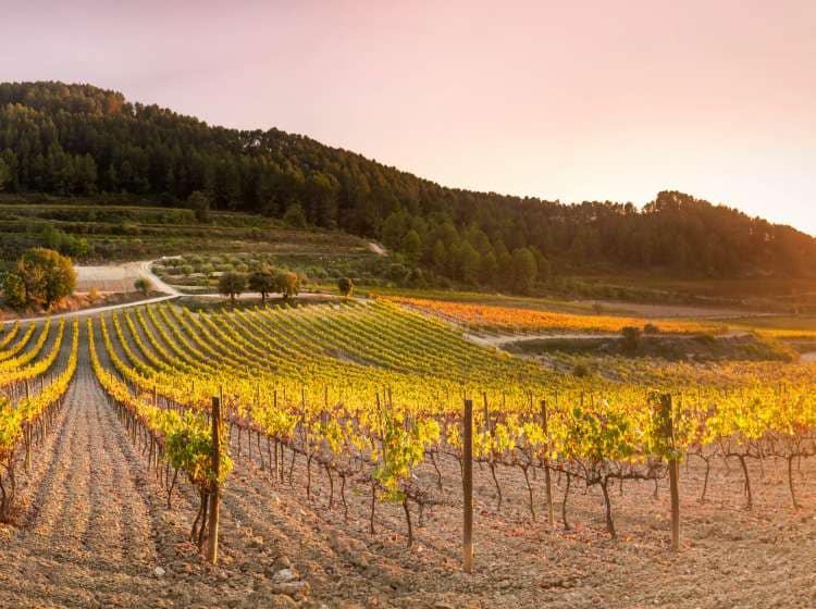 Landscape of vineyards of yellow color in autum. Penedes wine region in catalonia