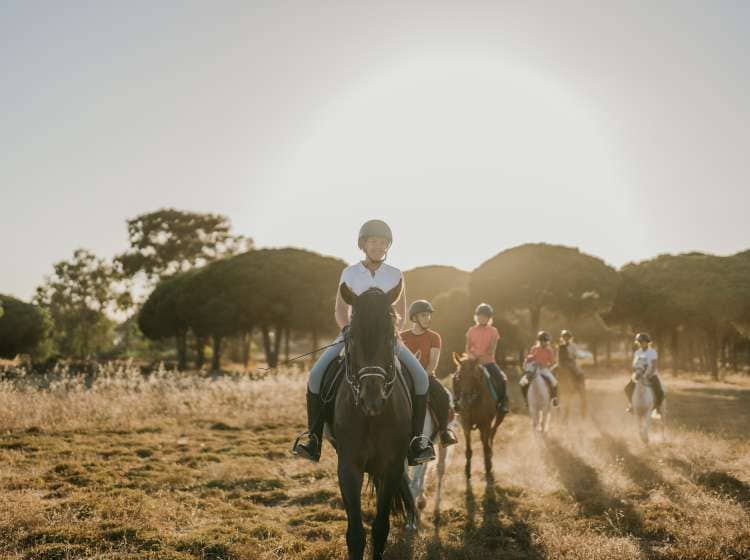 Backlit photo of a group of riders riding horses in a pine forest. School
