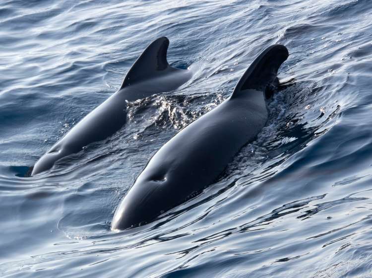 Long-finned Pilot Whale, Globicephale melas, Straits of Gibraltar Natural Park, Tarifa, Cadiz Province, Spain, Europe