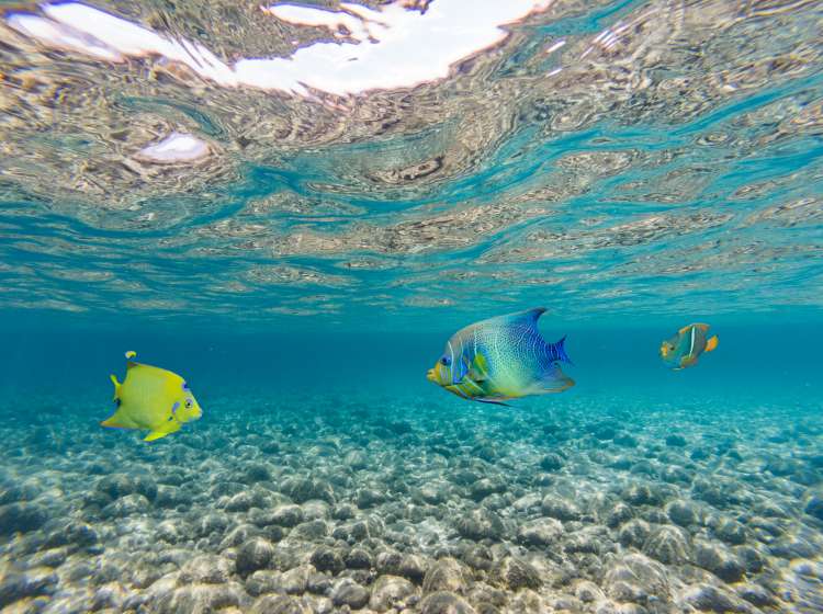 Tropical fish underwater; Shutterstock ID 1136277605; Invoice Number: -