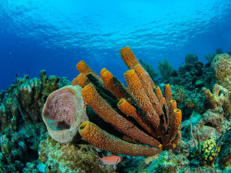 Coral Reef Curacao; Shutterstock ID 772938715; Invoice Number: -