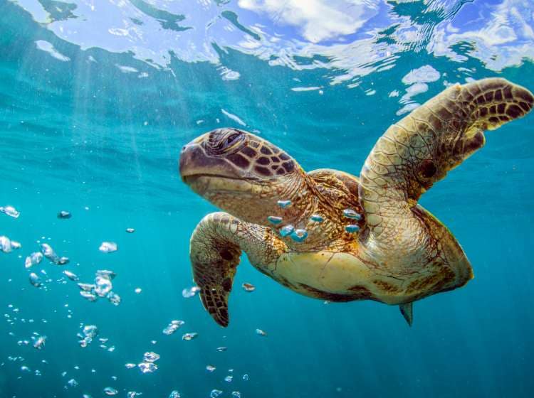 Marine turtles photographed on the beautiful Ningaloo Reef of western Australia.