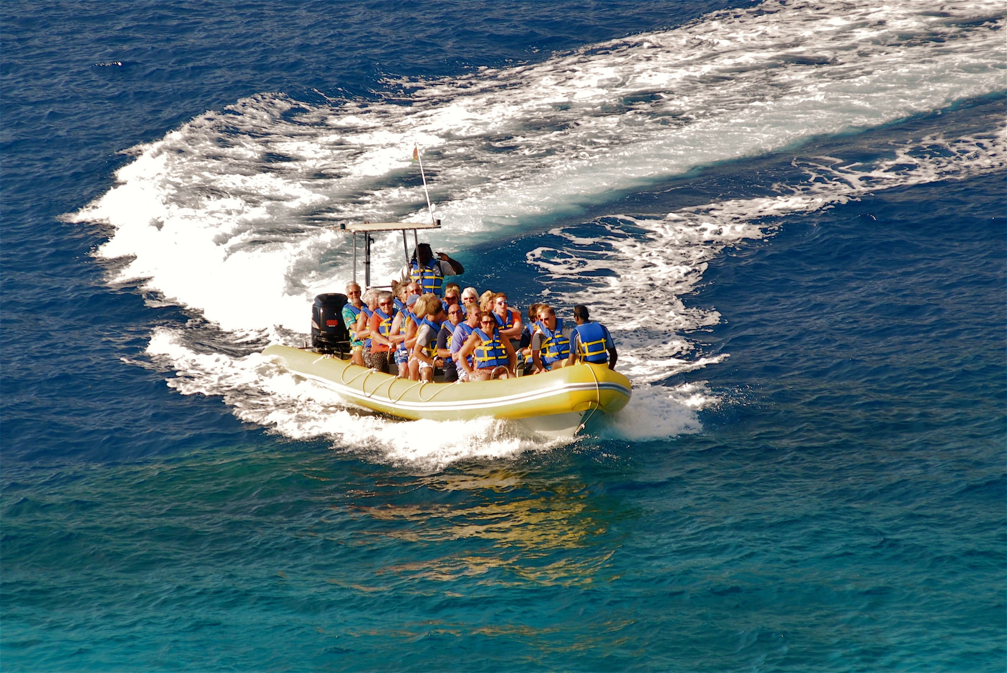 Whale and Dolphin by RIB