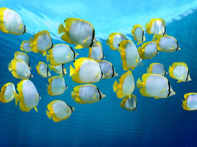 School of tropical fish, Spotfin Butterflyfish, with water surface in background,  Caribbean sea