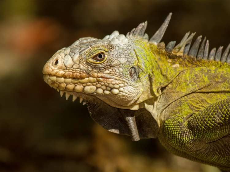 Lesser Antillean Iguana on the ilet du Robert, Martinique