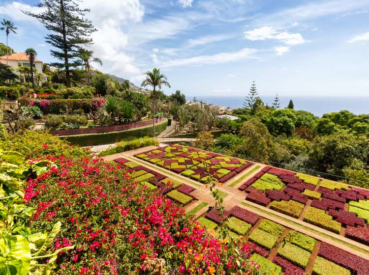 Flowers and plants in botanical garden of Funchal travel on Madeira island in Portugal