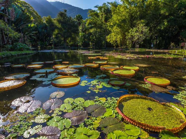 View of some beautiful Victoria Regia plants in a lake at Rio de Janeiro Botanical Garden