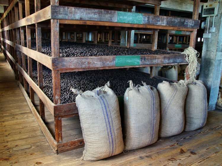 Image of cocoa beans