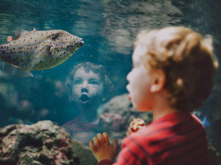 Amazed young boy looking at a exotic fish in aquarium.