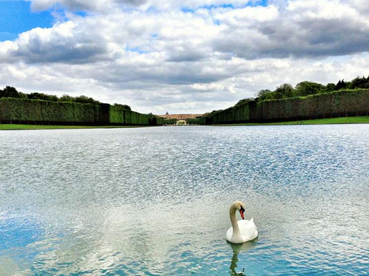 Swan posing in the lake in front of Chateau de Versailles.