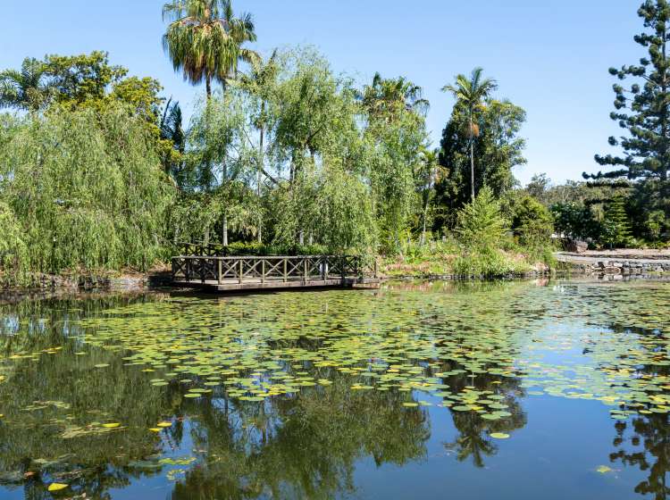 Idyllic peaceful setting at Brisbane Botanical Gardens. Australia