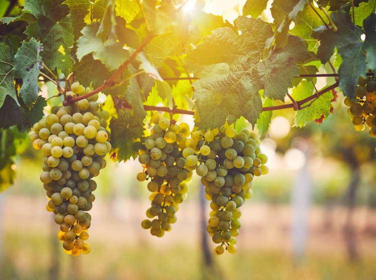 Bunch of yellow grapes in the vineyard at sunset