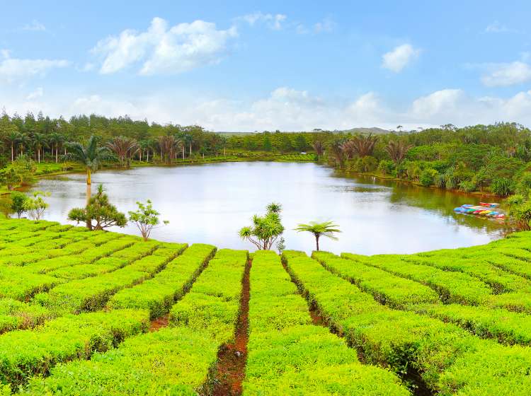 Lake in biggest tea plantations Bois Cheri on Mauritius Island. Tropical agriculture.; Shutterstock ID 359794976