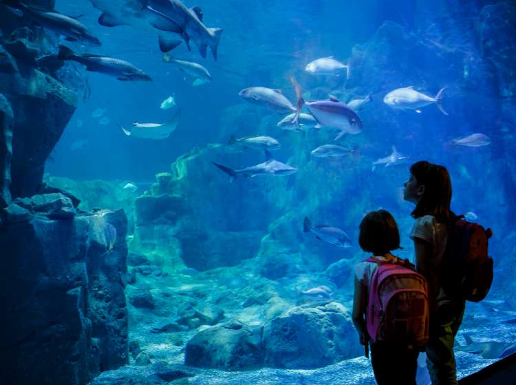 Girls looking at the fish in a big aquarium