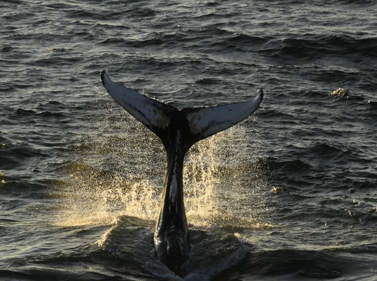 Evening Whale Watching - Elding