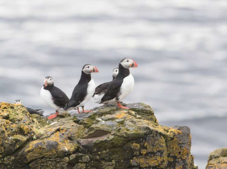 Cute little Atlantic Puffin on Grimsey Island, Iceland; Shutterstock ID 1023011269; Invoice Number: -