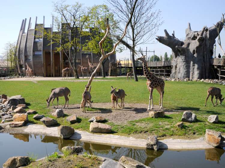 Afrika- Savanne met
giraffen en koedoes
Baobab- boom
de UI
Mei 2010
giraf