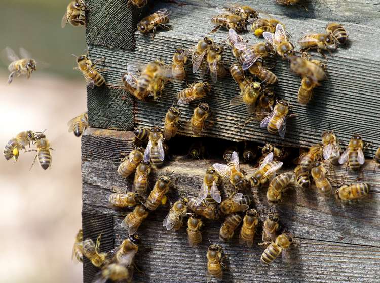 Honey Bees [Apis mellifera] at the entrance to a hive. Picture taken on the 31st of May 2011. Swindon, Wiltshire ,England
