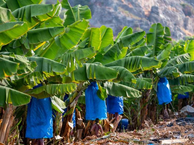 Banana trees plantations with clusters of green bananas tropical fruits near Paphos, Cyprus.