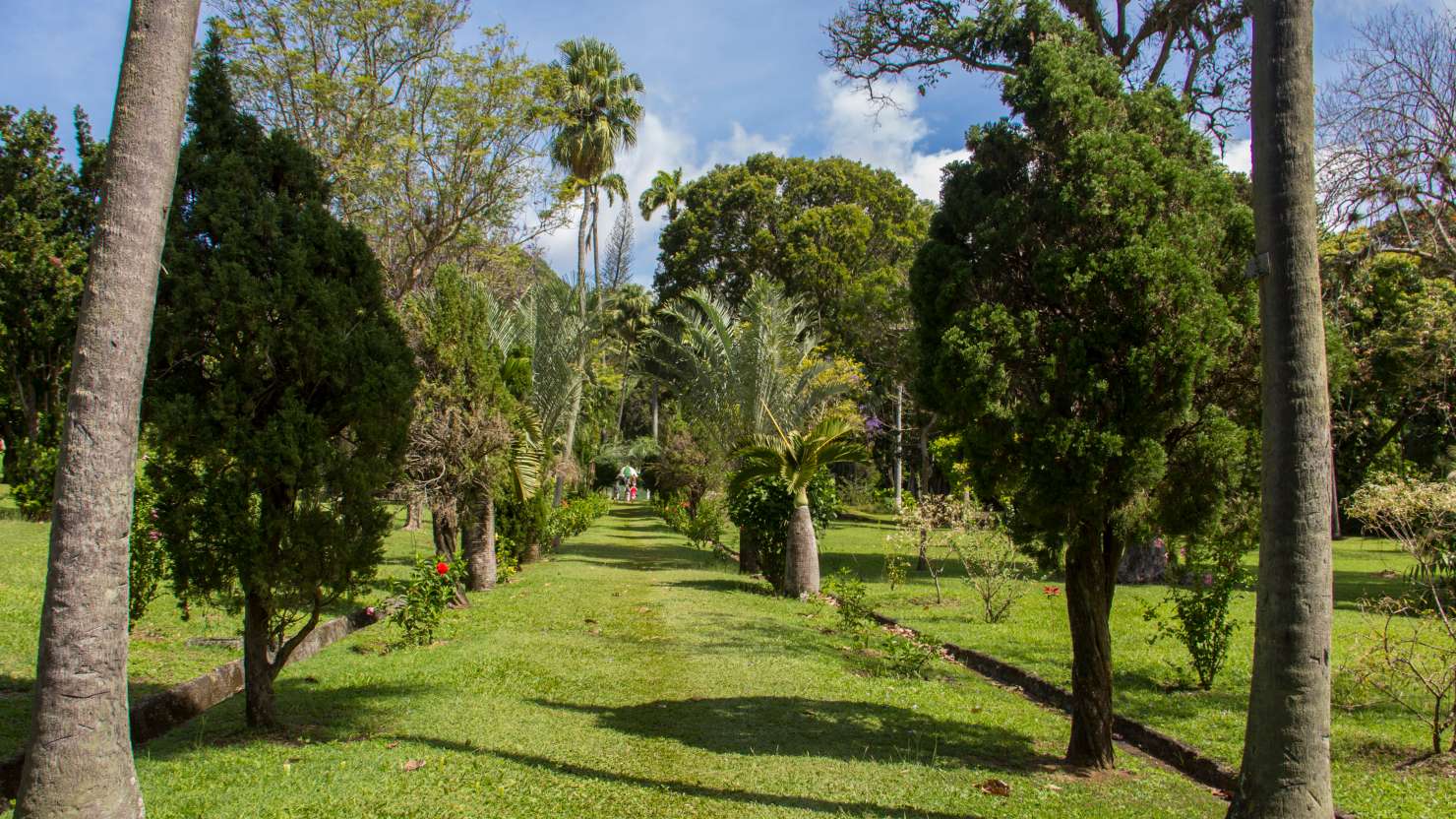 Avenue with lawn instead of path in tropical botanical garden on Caribbean island of St. Vincent.