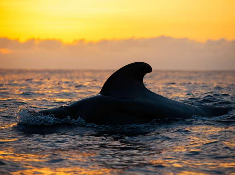 Pilot whale (Globicephala macorhynchus). Tenerife, Canary Islands.