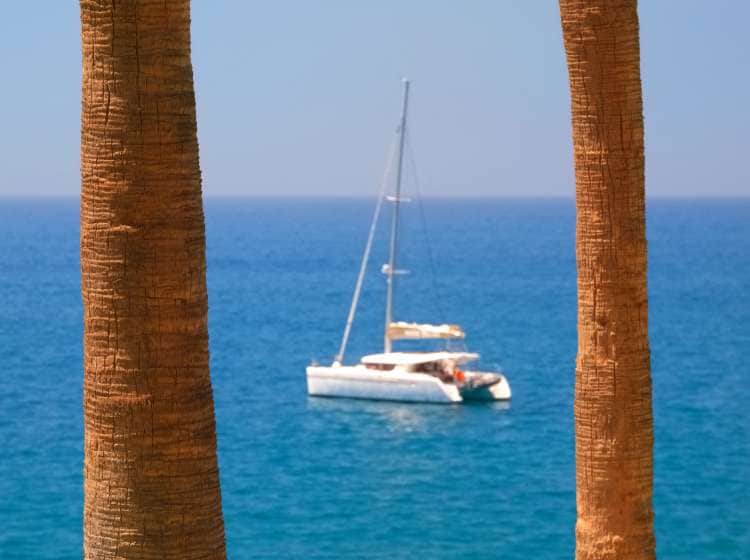 Luxury Catamaran And Palm Trees