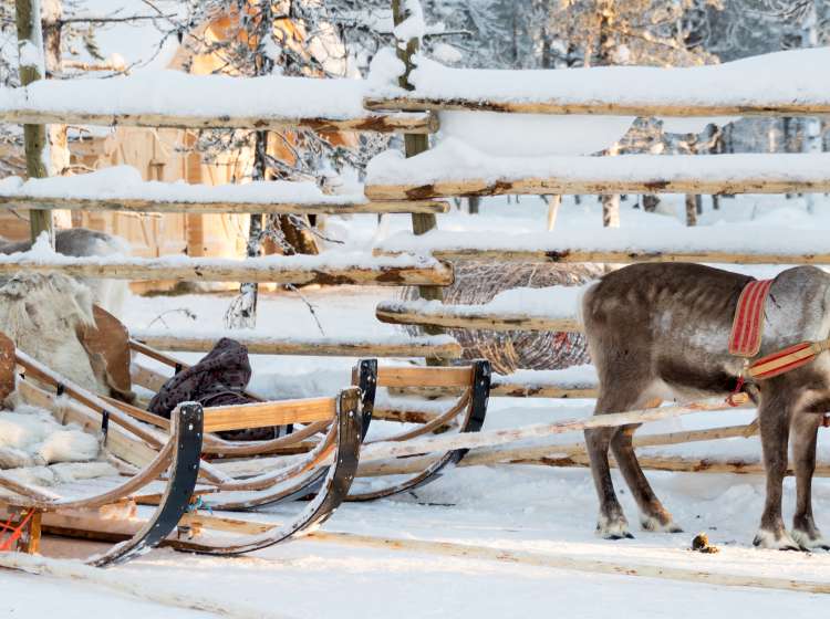Reindeer sledge, in winter, Lapland, Finland; Shutterstock ID 1207091158; Invoice Number: -