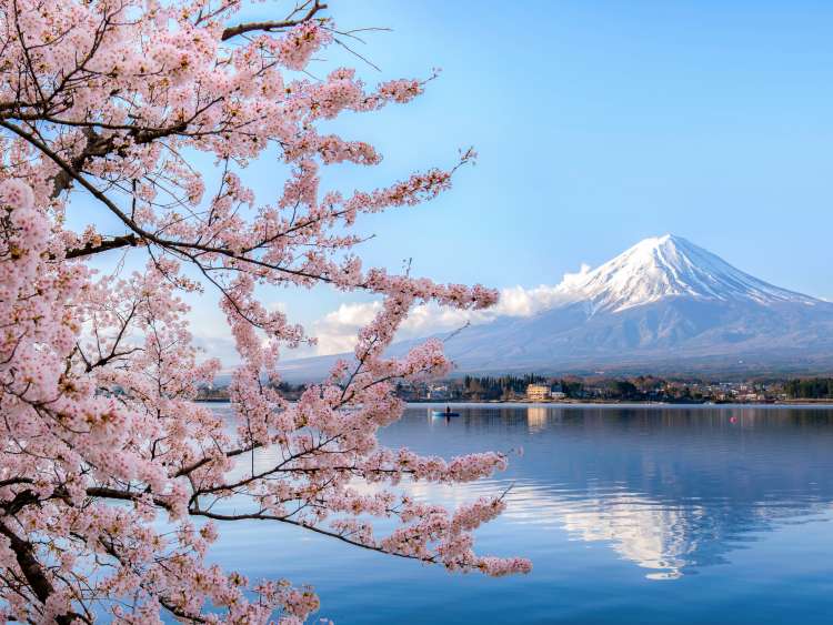 Mount fuji at Lake kawaguchiko with cherry blossom in Yamanashi near Tokyo, Japan.