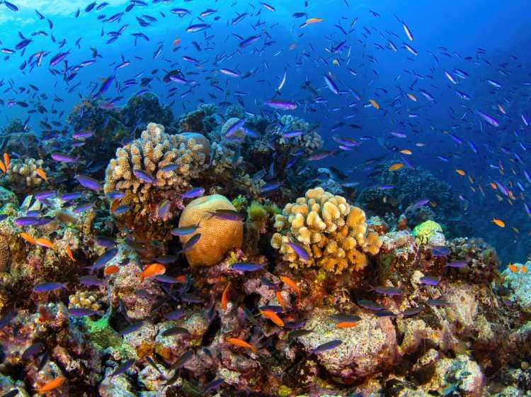 The Great Barrier Reef
