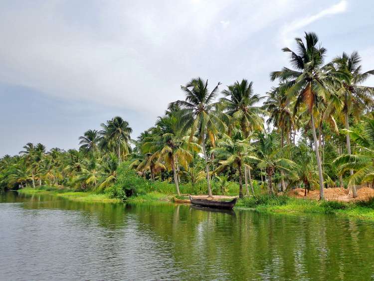 Palm trees by riverside
