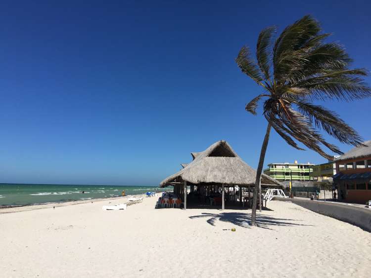 Palm tree and restaurant on a beach by the sea 
