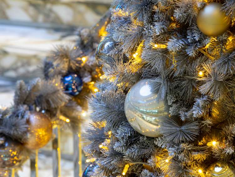 Iona, P and O December 2021, christmas decorations and portraits