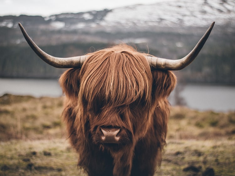 Highland cattle in Oban