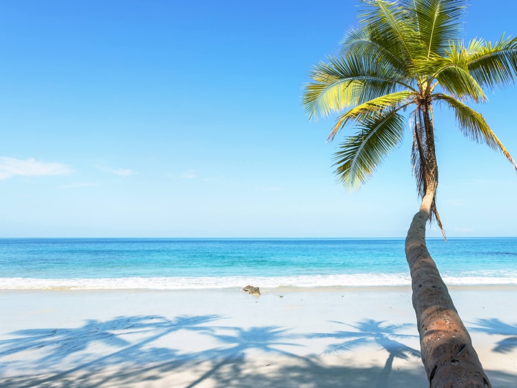 Caribbean beach with palm tree