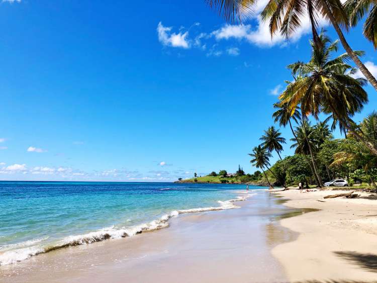 Beach surrounded by palm trees in St Lucia
