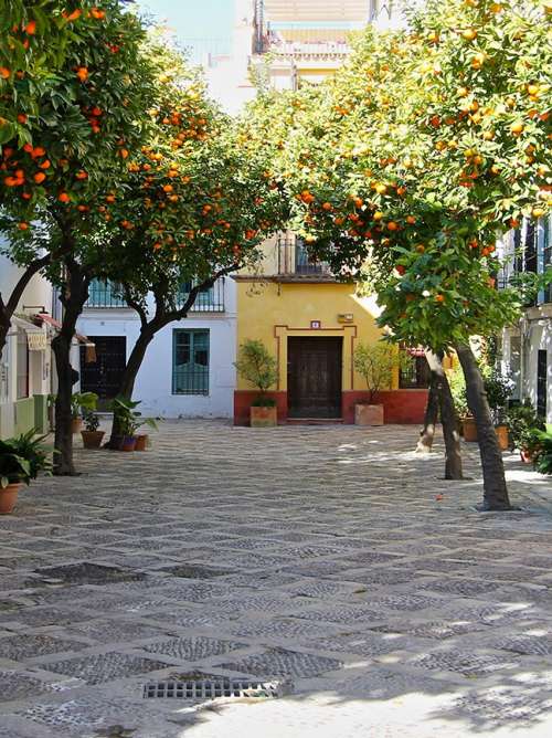 Small courtyard in Seville with orange tree 