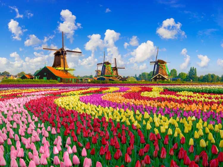 Colorful tulip fields in front of Dutch windmills under a nicely clouded sky