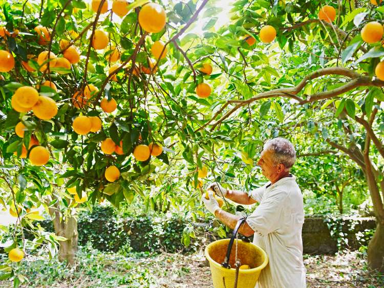 Orange picking in Valencia