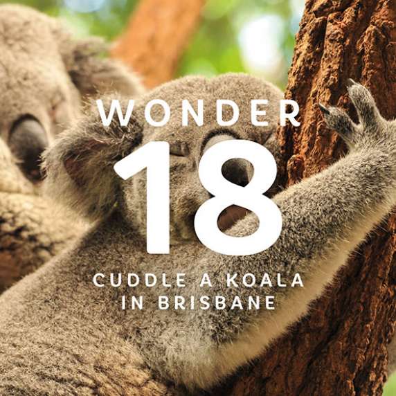 Koala on a tree
