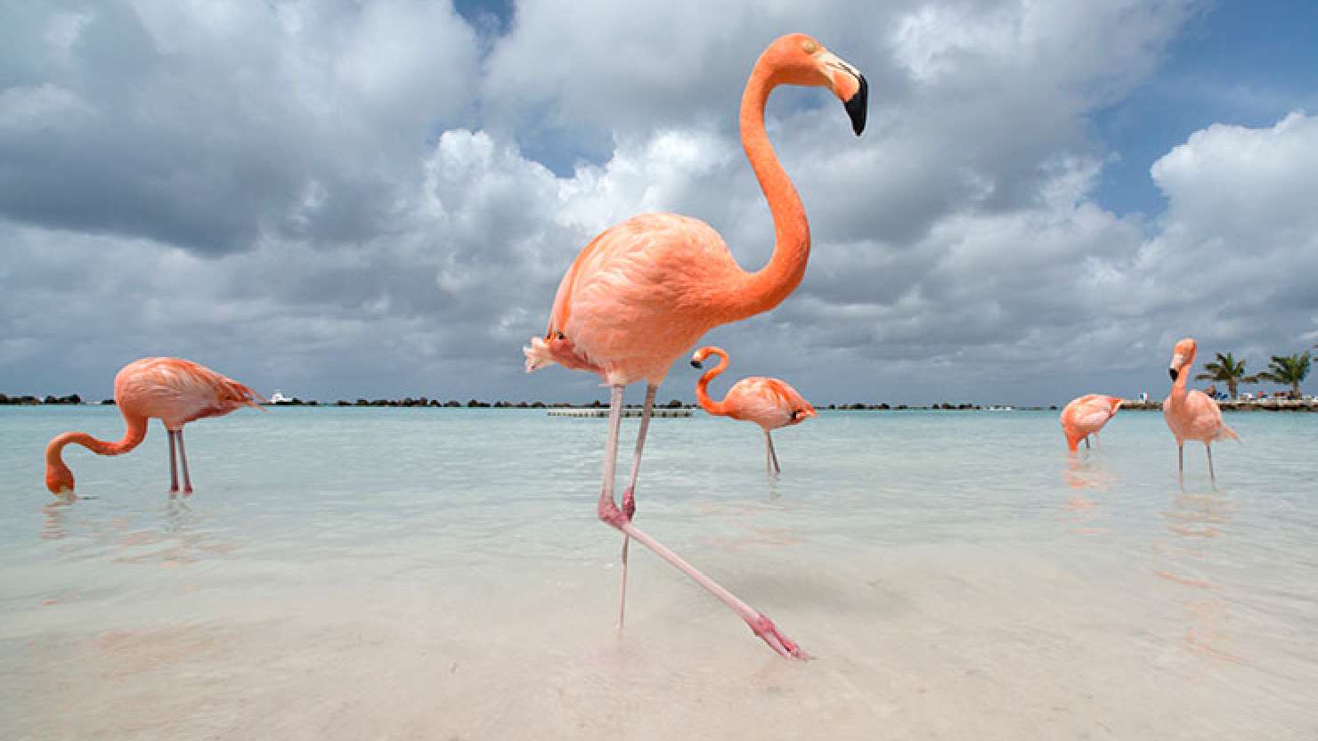 Flamingos in Aruba