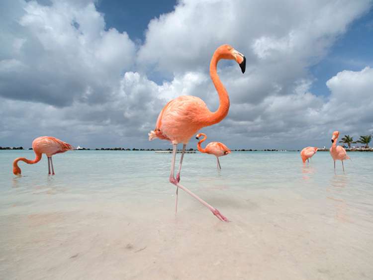 Flamingos in Aruba