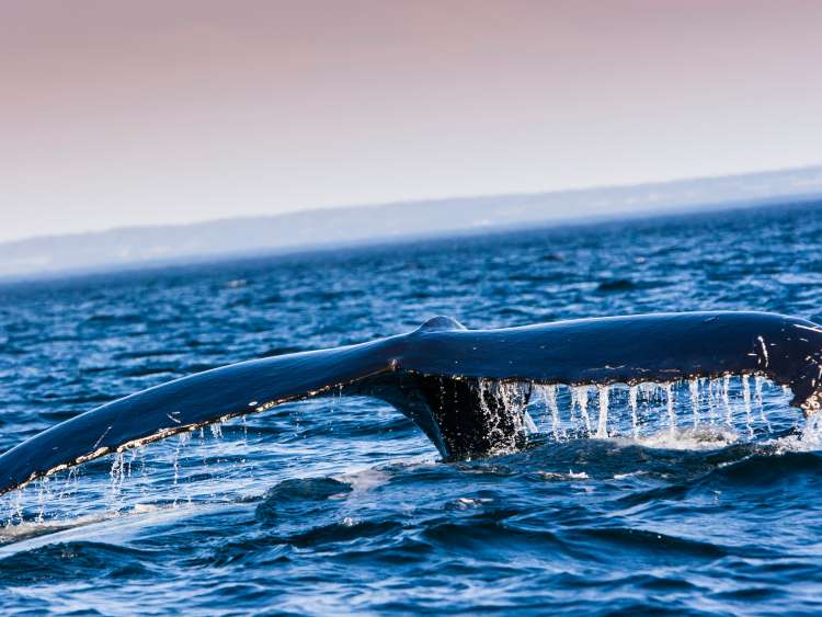 A humpback whale shows its tail fin over the water while diving back to the bottom of the sea, in Tadoussac, Quebec, Canada.