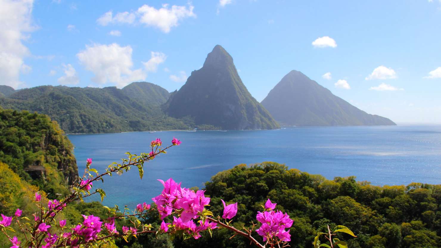 Pink flowers with the Pitons in the background in St Lucia