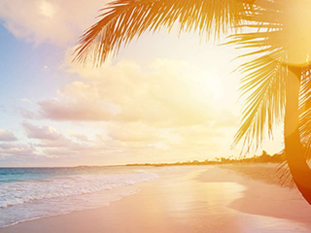 Palm tree and beach lit by sunset