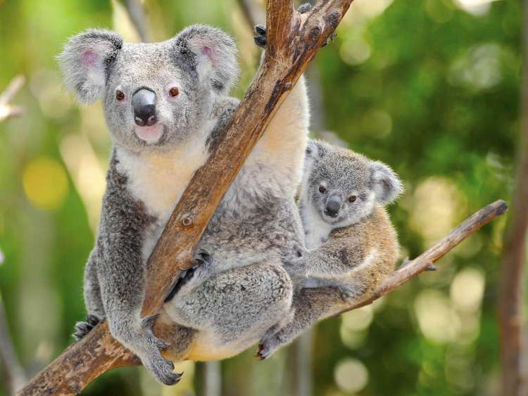 Koala bears sitting on tree branches in Australia