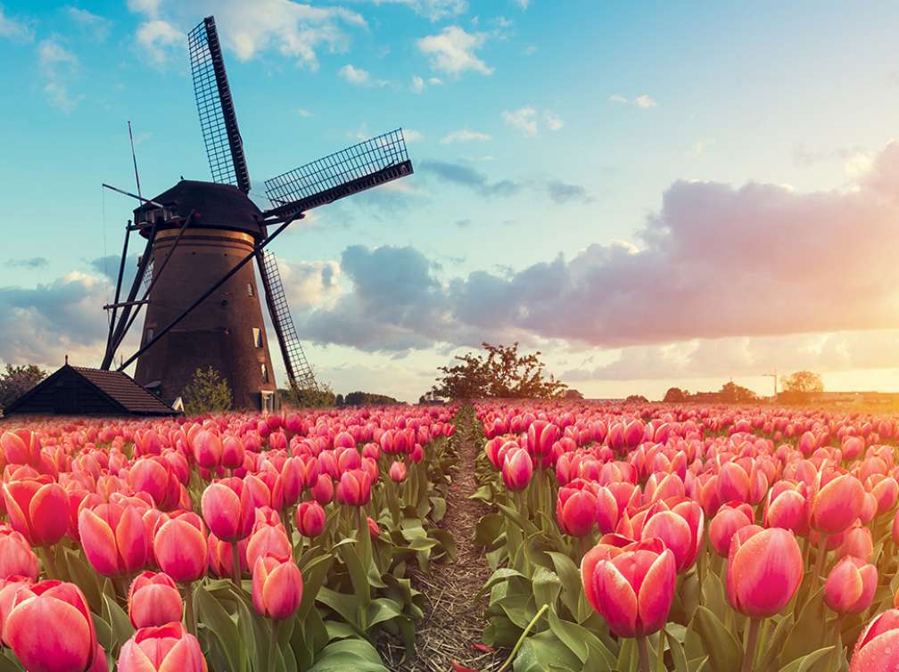 Tulips and Kinderdijk Windmill in Rotterdam, Netherlands